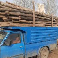 خرید انواع چوب ترو خشک