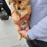 سگ پودل|سگ|سنندج, |دیوار