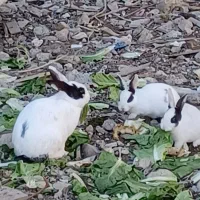 خرگوش نروماده
