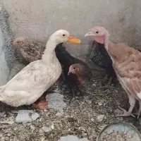 بوقلمون. خروس.اردک