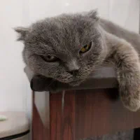 گربه اسکاتیش دبل فولد با رد خونی بالا