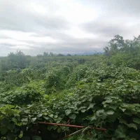 فروش زمین مسکونی همراه خانه