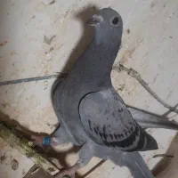 جوجه کفتر آلمانی