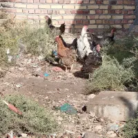 ۵تا مرغ و یک خروس|حیوانات مزرعه|تربت جام, یحیی آباد|دیوار