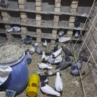 کبوتربه شرط پرش|پرنده|قزوین, |دیوار