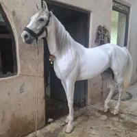 اسب|اسب و تجهیزات اسب‌سواری|یزد, |دیوار