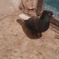 یدونه زاغ دم سفید نر مست پرشی ضربه وهم جفتگاه|پرنده|پاکدشت, پاکدشت (مامازند)|دیوار