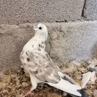 کبوتر|پرنده|طبس, |دیوار