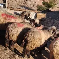 مایل با معاوضه هم هستم