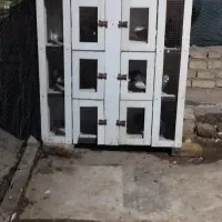 جفت کن کفتر ۱۰ طبقه