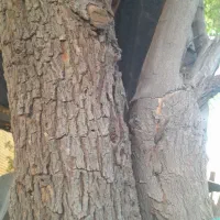 فروش تنه کنار