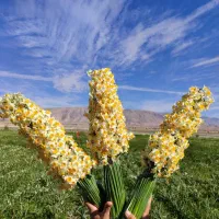 فروش گل نرگس شهلا|گل و گیاه طبیعی|جره و بالاده, |دیوار