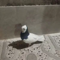 کبوتر|پرنده|شیراز, کوزه گری|دیوار