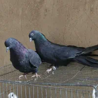 کفتر پر و فیت