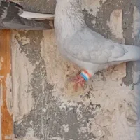 الماسی خواص