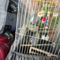 فروش عروس هلندی