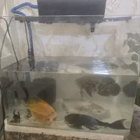 به دلیل کوچیک بودن آکواریوم به فروش می‌رسد