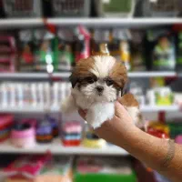 نژاد کوچک خانگی ژورنالی شیتزو و pamerپاممر خرسی و|سگ|تهران, سعادت‌آباد|دیوار