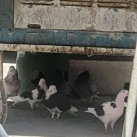 کفتر پرش سنگین