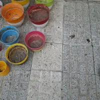 گلدون مسافرتی