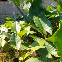 گل بابا آدم|گل و گیاه طبیعی|ماسال, |دیوار