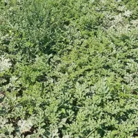 اجاره 5هکتار زمین کشاورزی|اجارهٔ دفتر صنعتی، کشاورزی، تجاری|فیروزآباد (فارس), |دیوار