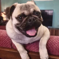 پاگ تربیت شده ۱ ساله و نیم