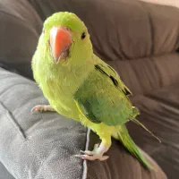 طوطی ملنگو ۱۰۰ روزه|پرنده|فریدون‌کنار, |دیوار