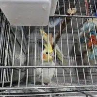 عروس هلندی خانگی|پرنده|بندر انزلی, زنبق|دیوار