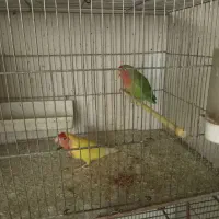 جفت طوطی برزیلی|پرنده|اردبیل, |دیوار