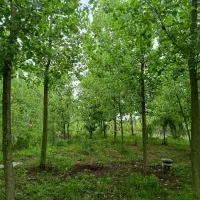 ترکیب زیبایی بصری و آرامش محیط