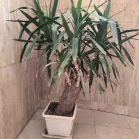 گلدون|گل و گیاه طبیعی|تهران, جمال‌زاده|دیوار