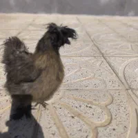 مرغ ابریشمی|حیوانات مزرعه|کرمانشاه, |دیوار