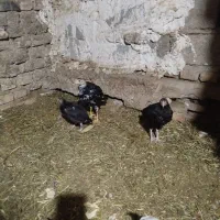 توافقی|حیوانات مزرعه|سراوان, |دیوار