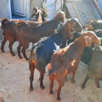 بز آبستن جوان|حیوانات مزرعه|ایجرود, |دیوار