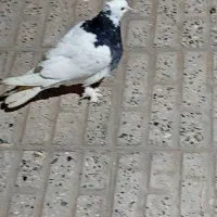 کبوترطوقی|پرنده|نهبندان, |دیوار