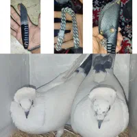 چاقو. توضیحاتو بخون