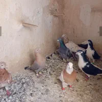 کفتر رنگی رنجر‌