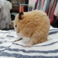 همستر|موش و خرگوش|گرگان, |دیوار