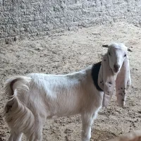 گوسفند پاکستانی|حیوانات مزرعه|یزد, |دیوار