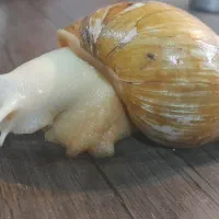 فروش حلزون آلبینو|خزنده|آبادان, |دیوار