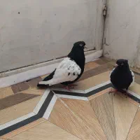 کبوتر سینه سیاه