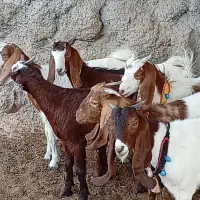 7کولار بزغاله بزرگ خوشگل نژاد دوقلو زا و نژادشیرا