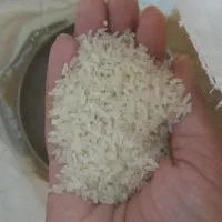 برنج نیم دانه تامیما|خوردنی و آشامیدنی|بندر کنگان, |دیوار