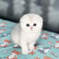 مجموعه گربه در تمامی نژاد ها MeowHop