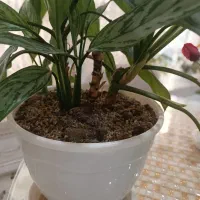 گیاه آگلونما