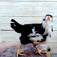 نیمچه گلین خروس آینده دار|حیوانات مزرعه|شهرکرد, |دیوار