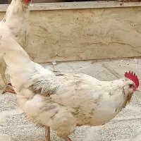 مرغ گلین لری