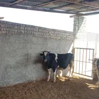 گوساله