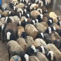 گوسفند شال|حیوانات مزرعه|اصفهان, مسجد مصلی|دیوار